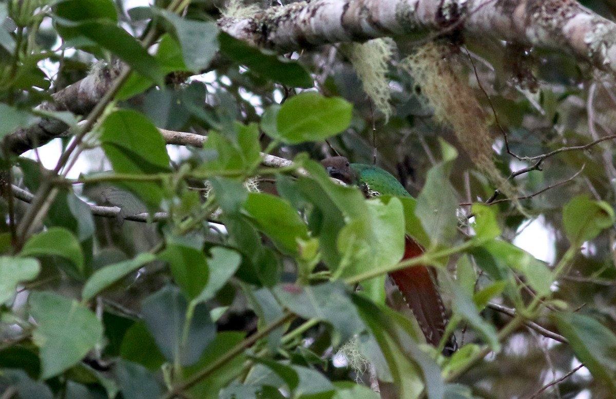 Crested Quetzal - ML25904931