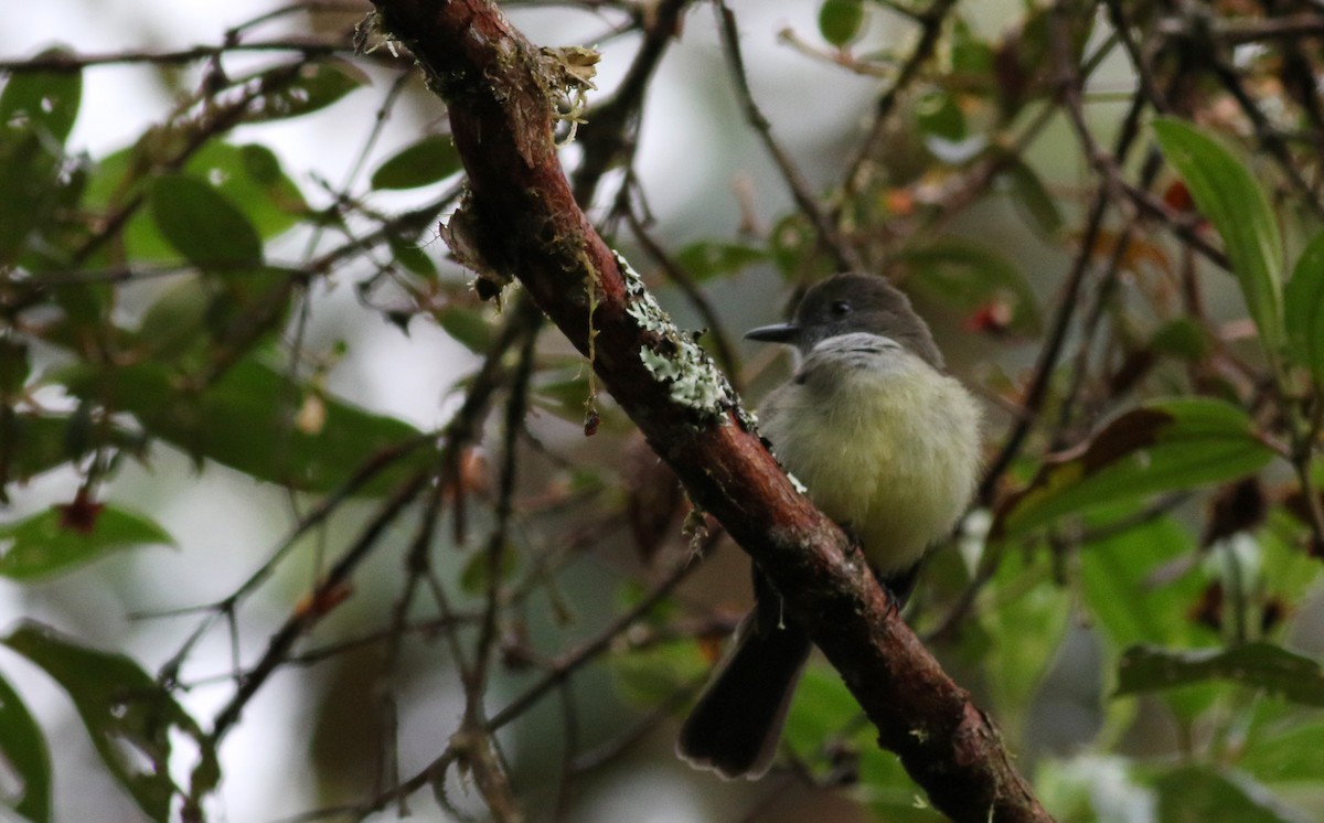 Pale-edged Flycatcher - ML25904981