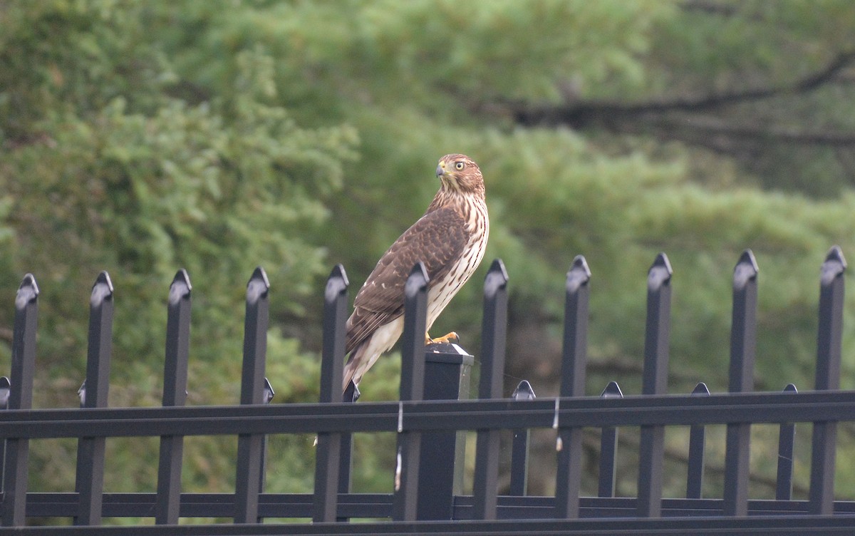 Cooper's Hawk - ML259050181