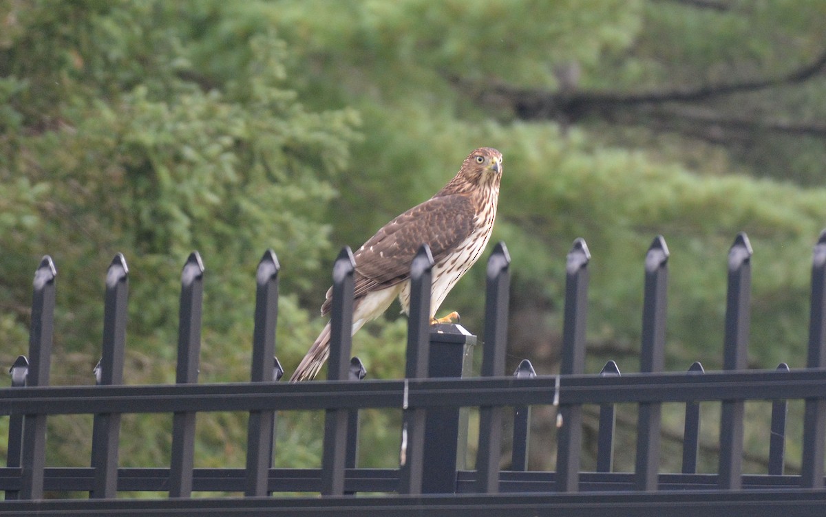 Cooper's Hawk - ML259050381