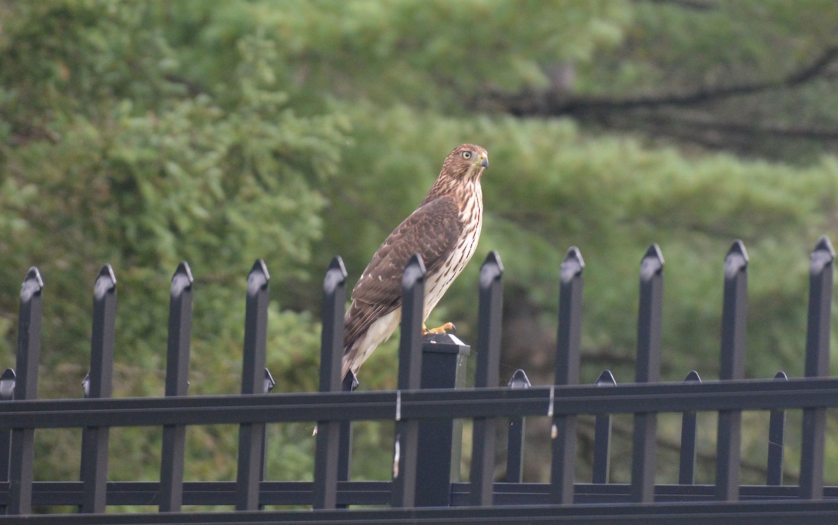 Cooper's Hawk - ML259050401