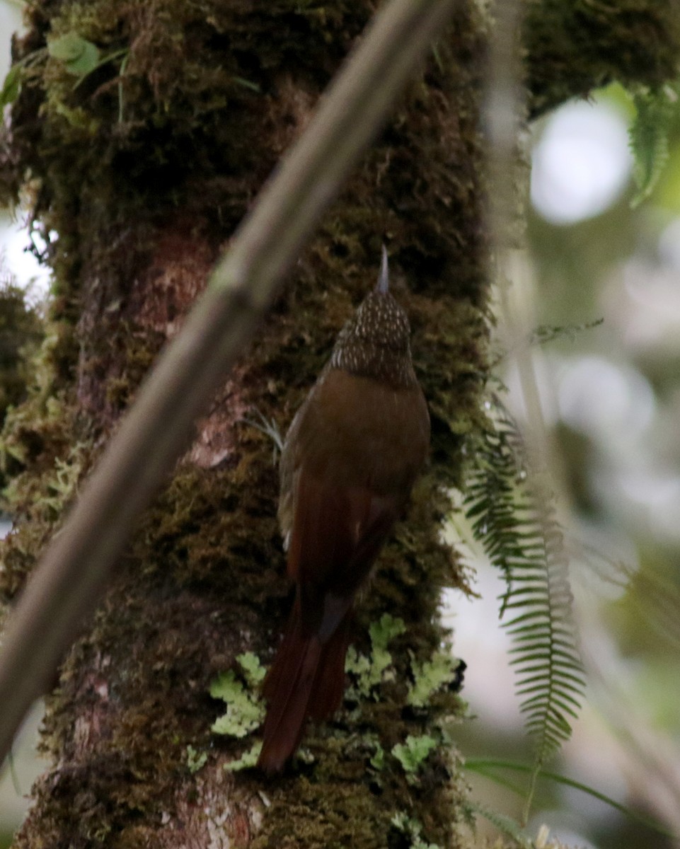 Montane Woodcreeper - ML25905041