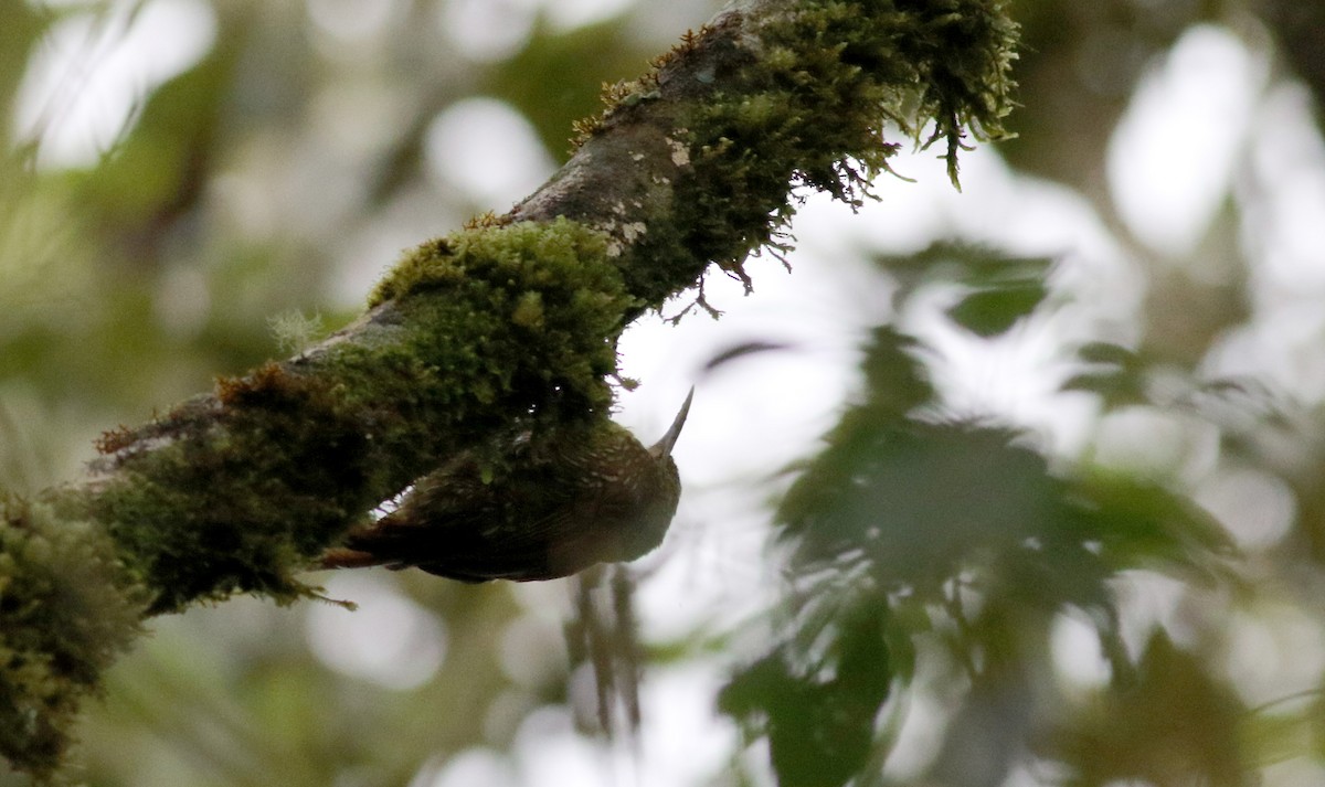 Montane Woodcreeper - ML25905051