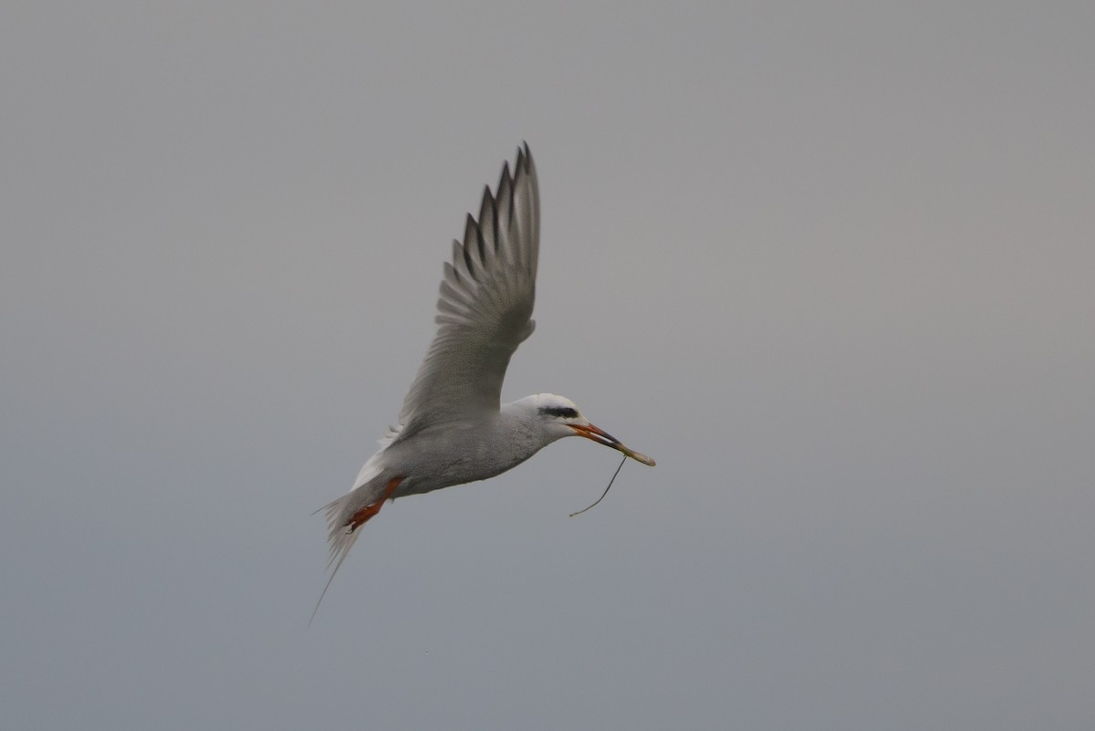 Snowy-crowned Tern - ML259052761