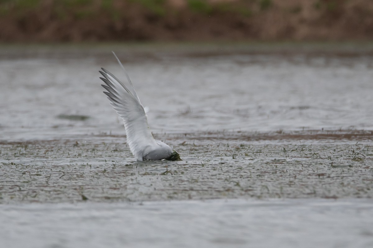 Snowy-crowned Tern - ML259052771