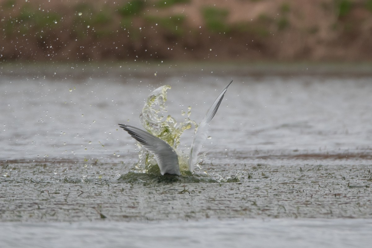 Snowy-crowned Tern - ML259052851