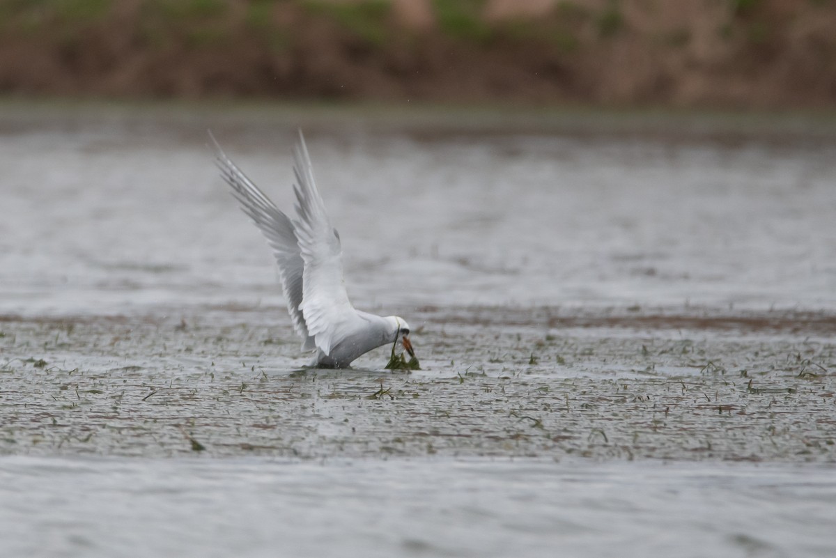 Snowy-crowned Tern - ML259052911