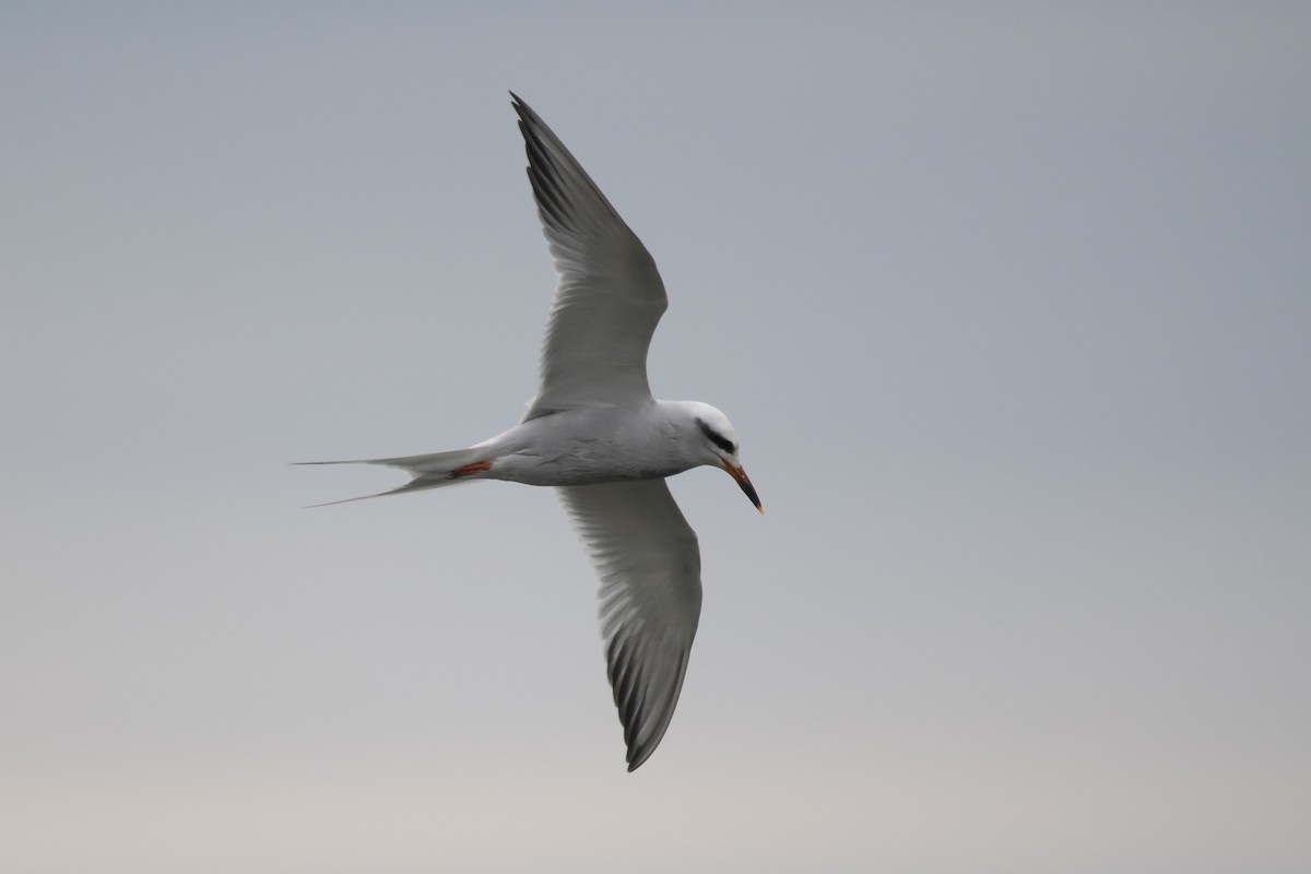 Snowy-crowned Tern - ML259052931