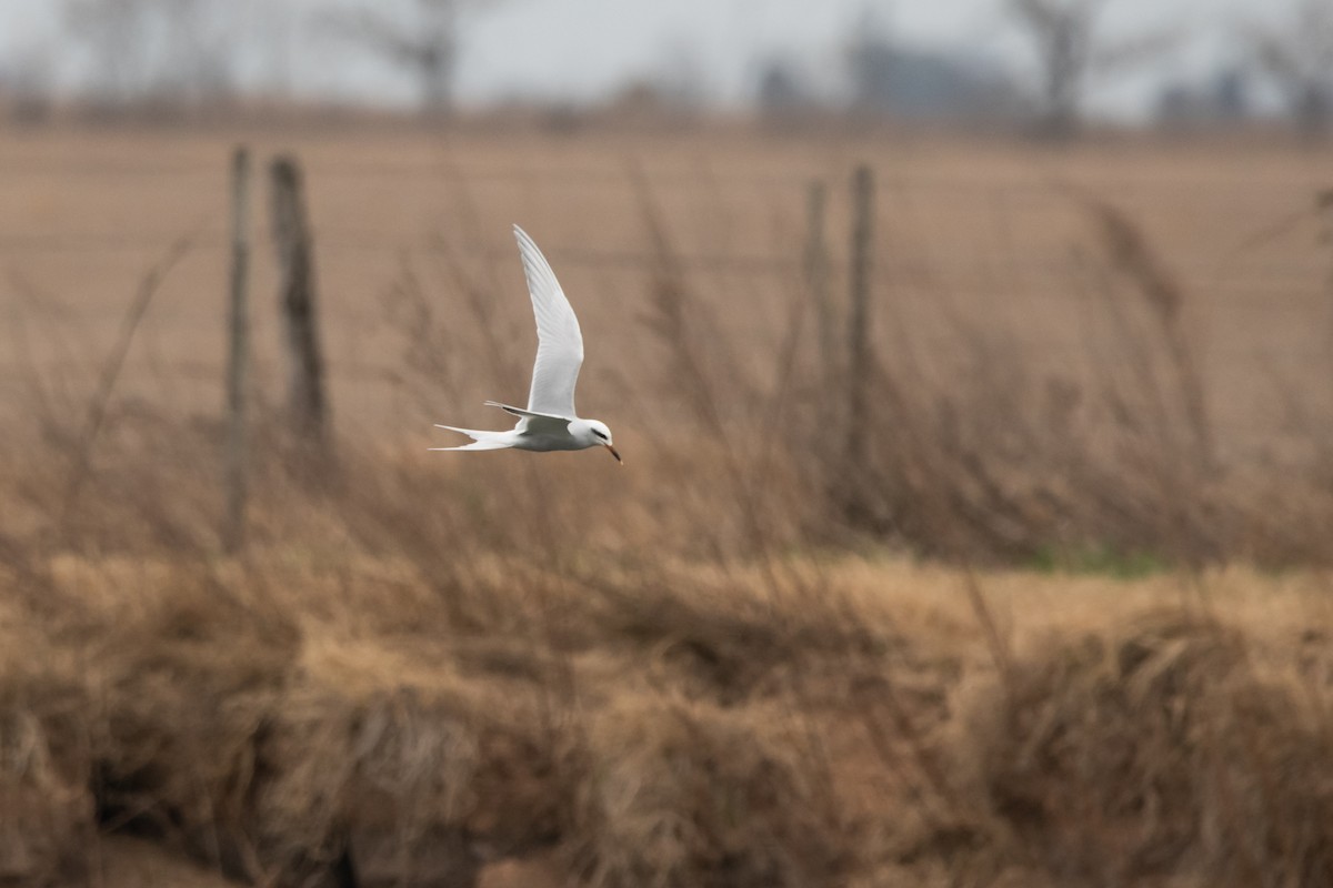 Snowy-crowned Tern - ML259052941