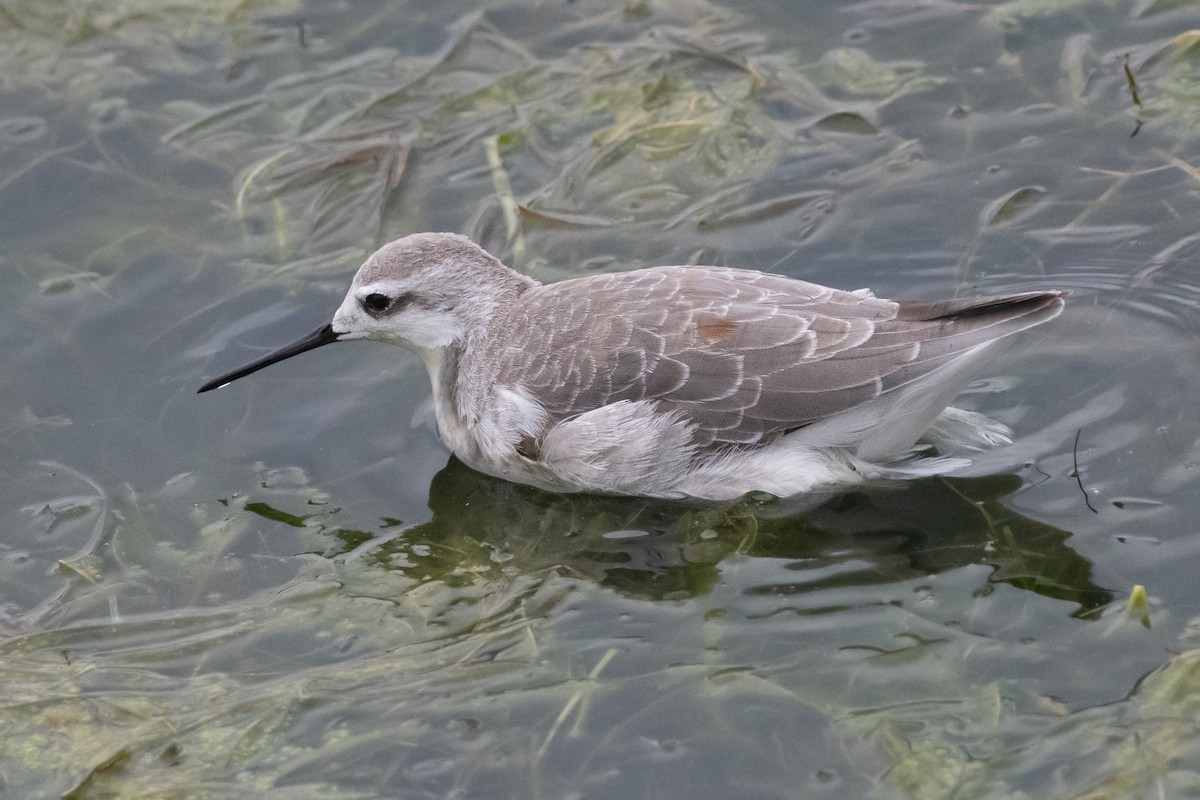 Wilson's Phalarope - ML259053351