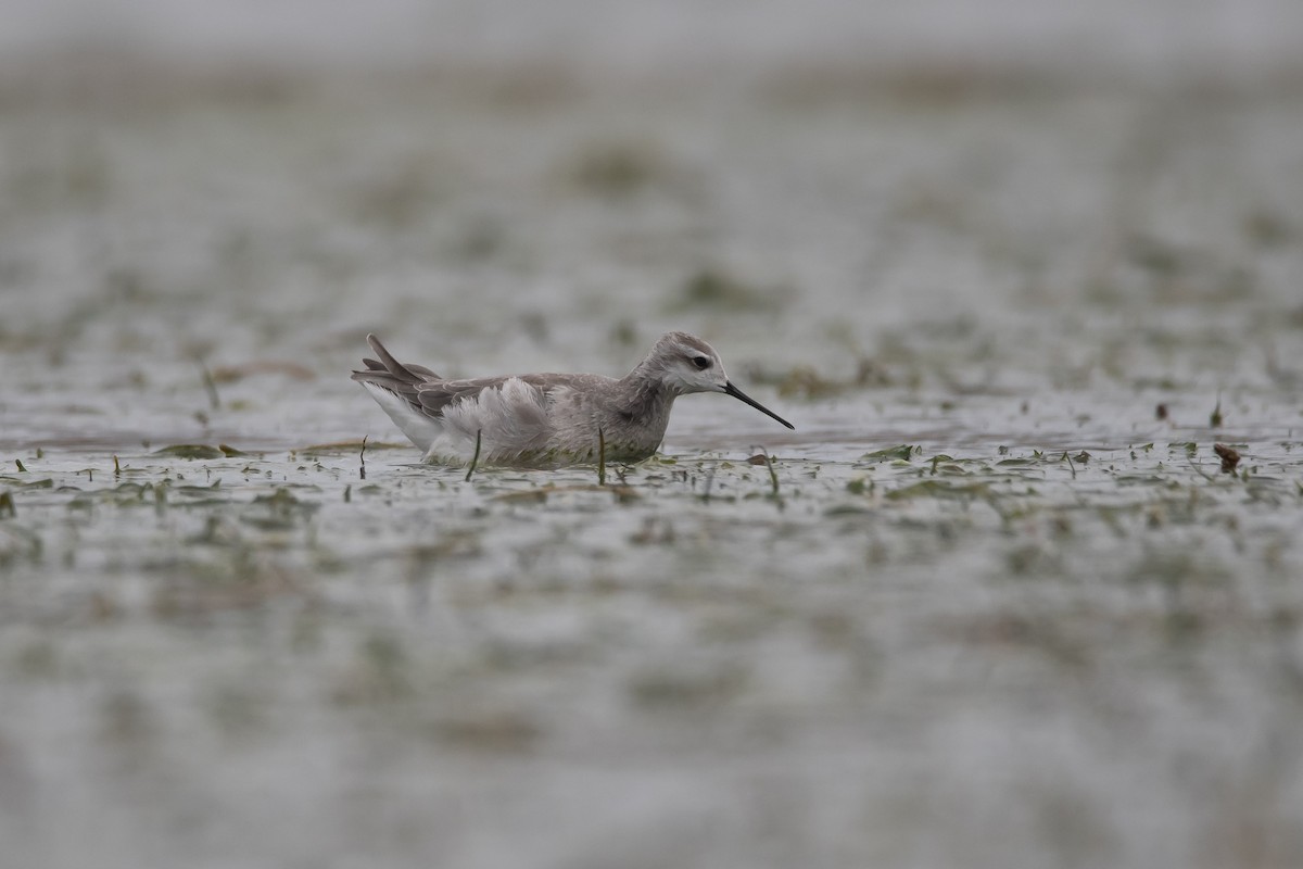 Wilson's Phalarope - ML259053411
