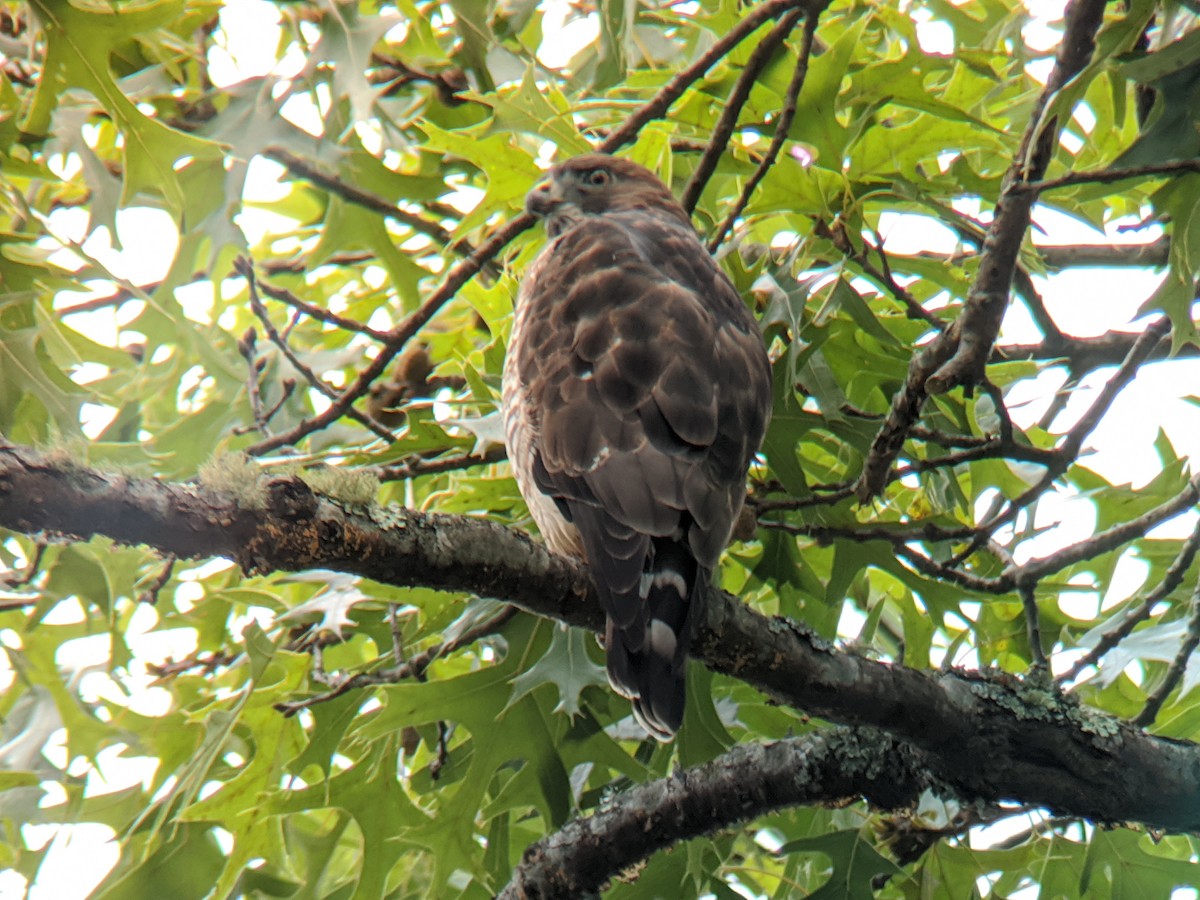 Broad-winged Hawk - Zachary Gavett