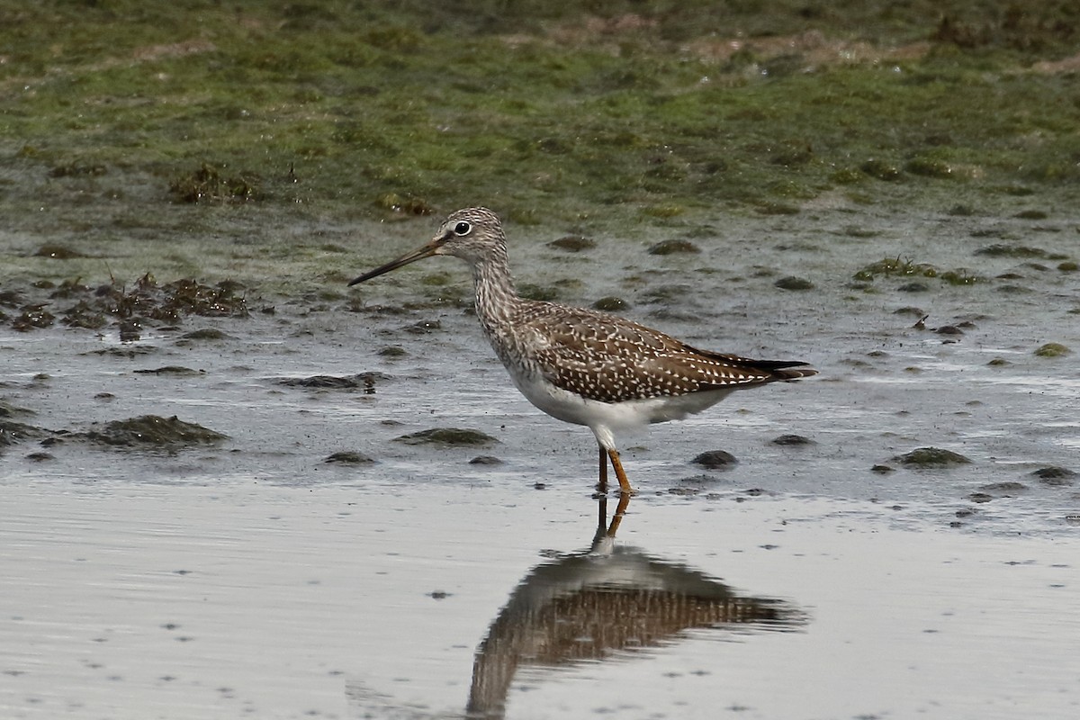 Greater Yellowlegs - ML259056111