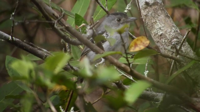 Planalto Slaty-Antshrike - ML259057471