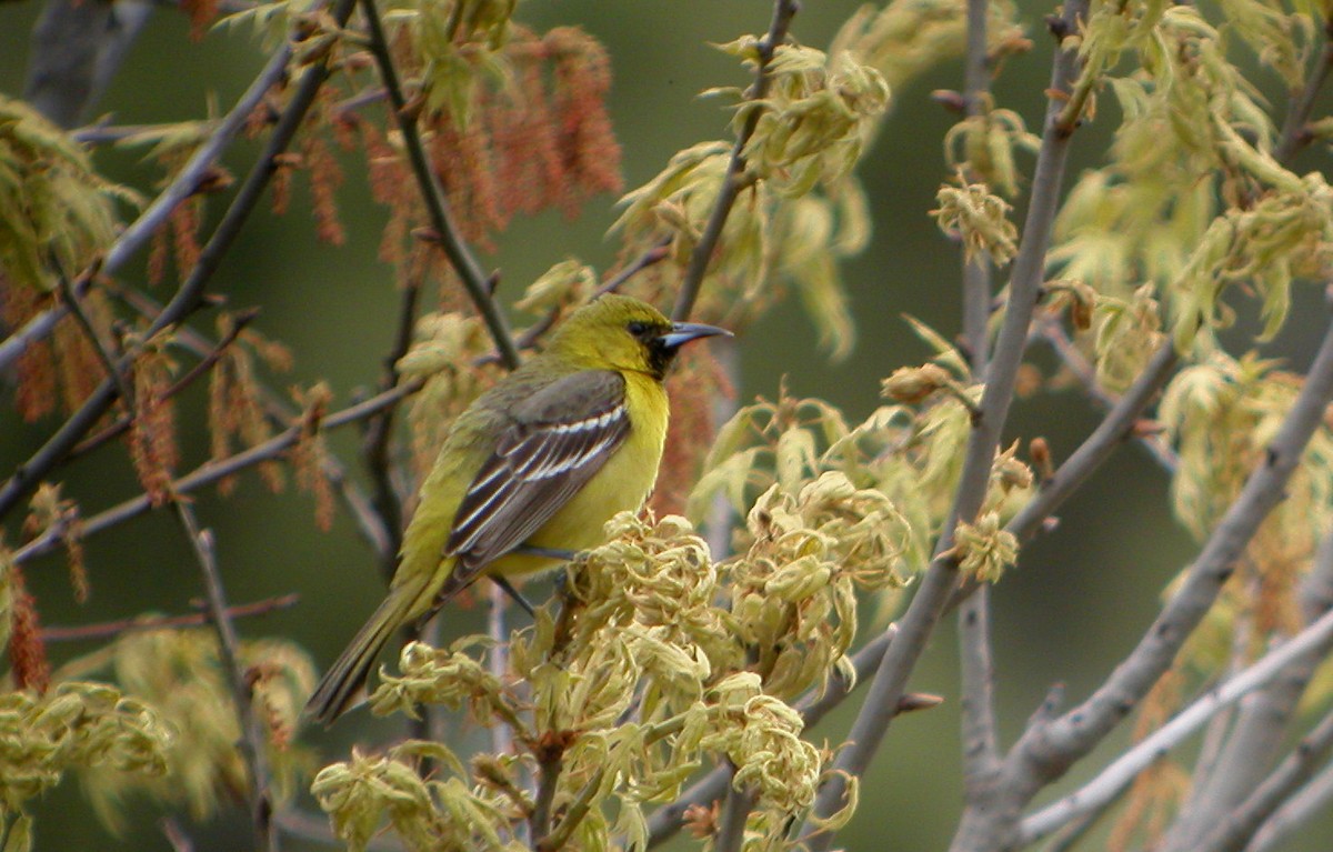 Orchard Oriole - ML259061101