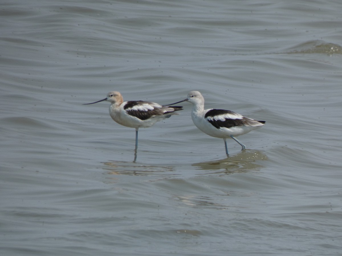 American Avocet - Jeffrey Torruellas