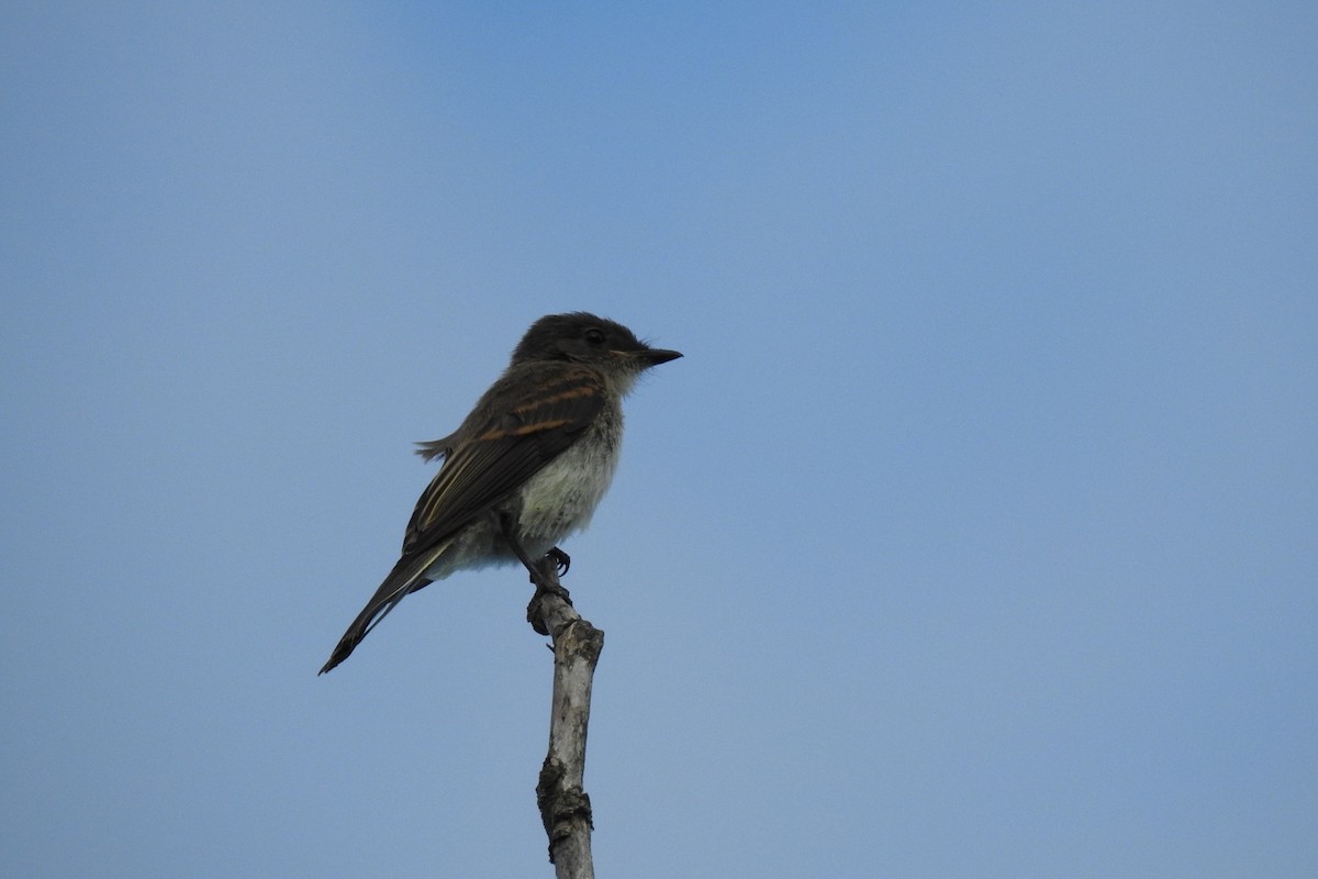 Eastern Wood-Pewee - Dan Belter