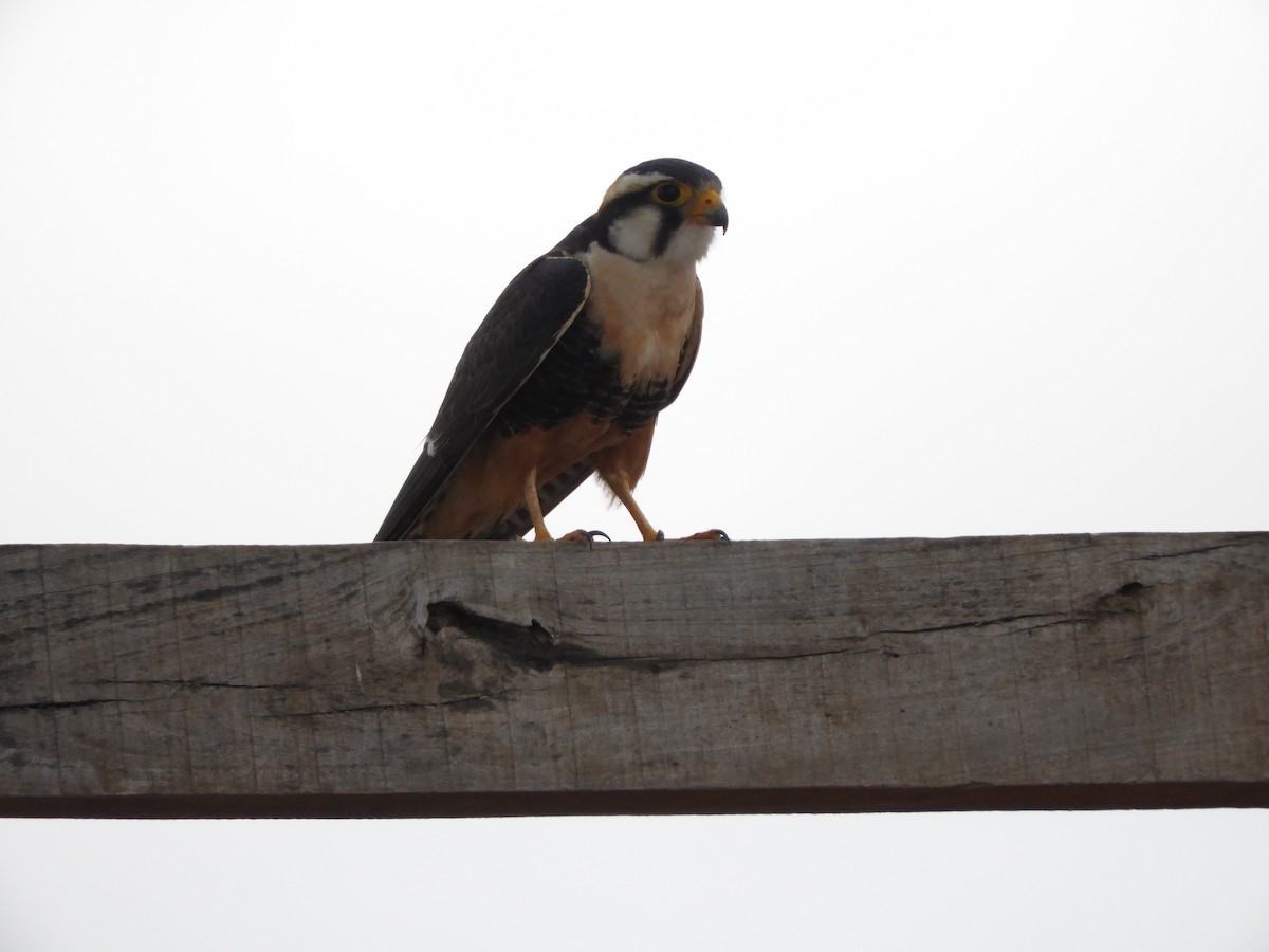 Aplomado Falcon - ML259062911