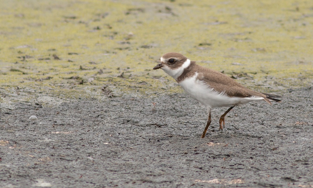 Semipalmated Plover - Paul Fenwick