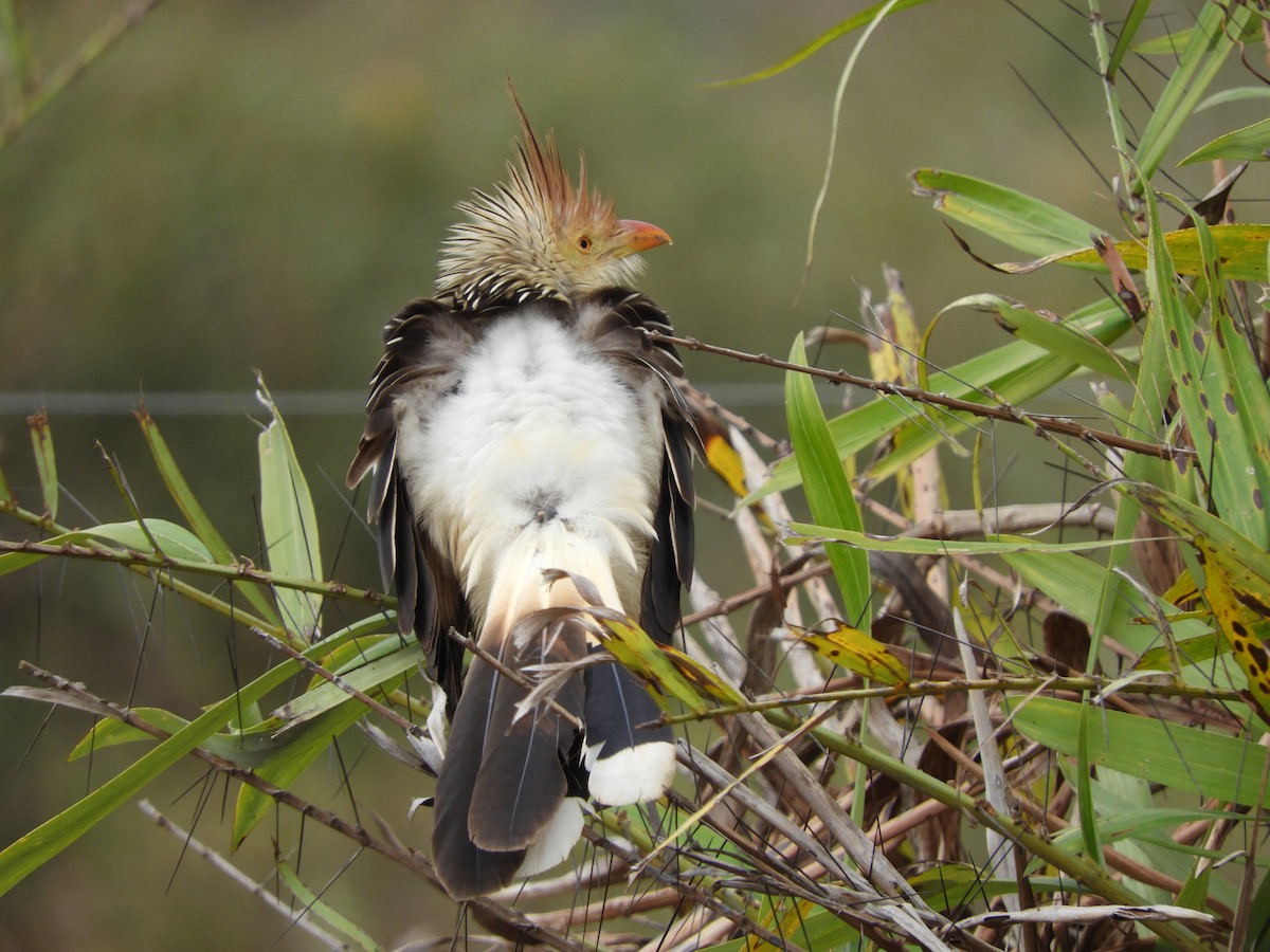 Guira Cuckoo - ML259065181