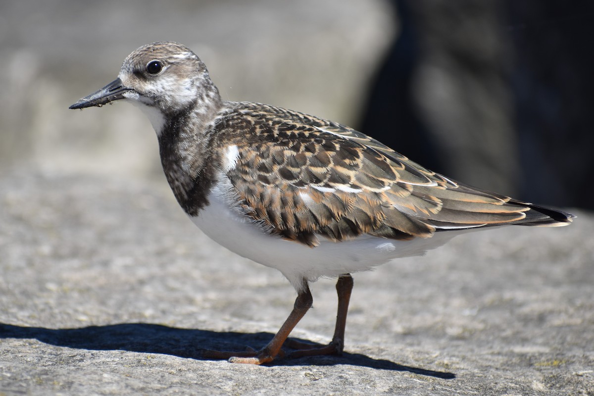 Ruddy Turnstone - Stephanie Geenen