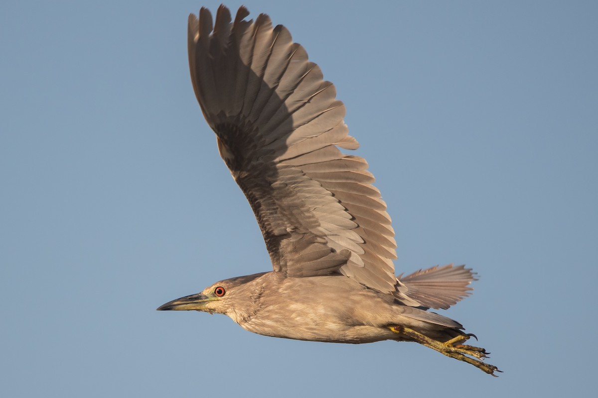 Black-crowned Night Heron - ML259066891