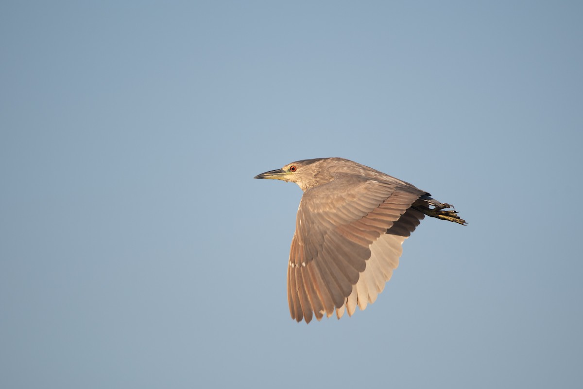 Black-crowned Night Heron - Pablo Re