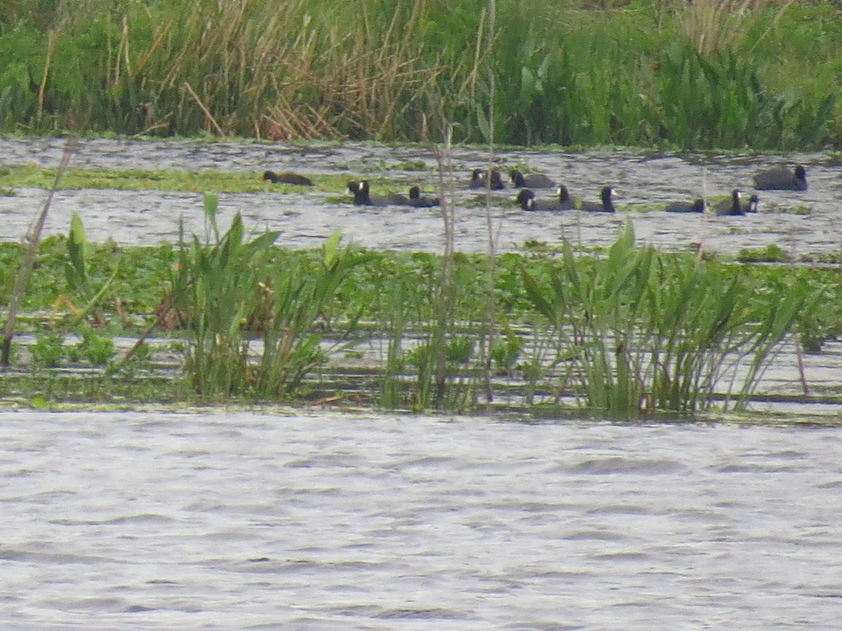 American Coot (Red-shielded) - ML25906701