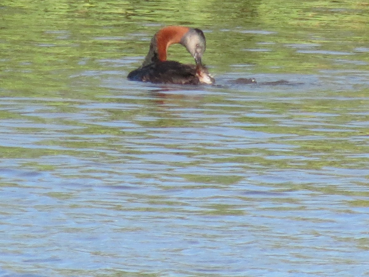 Great Grebe - ML259068381