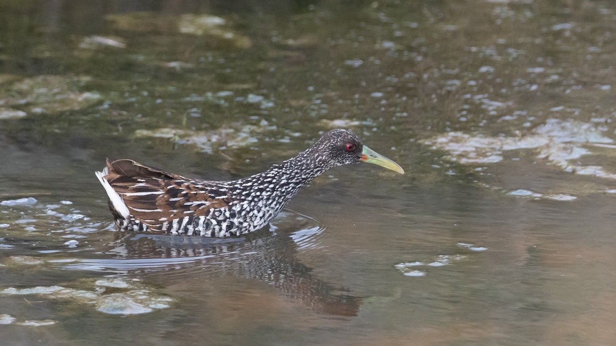 Spotted Rail - ML259068731