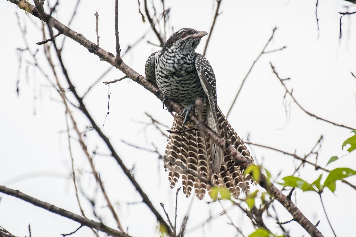 Asian Koel - ML259069471