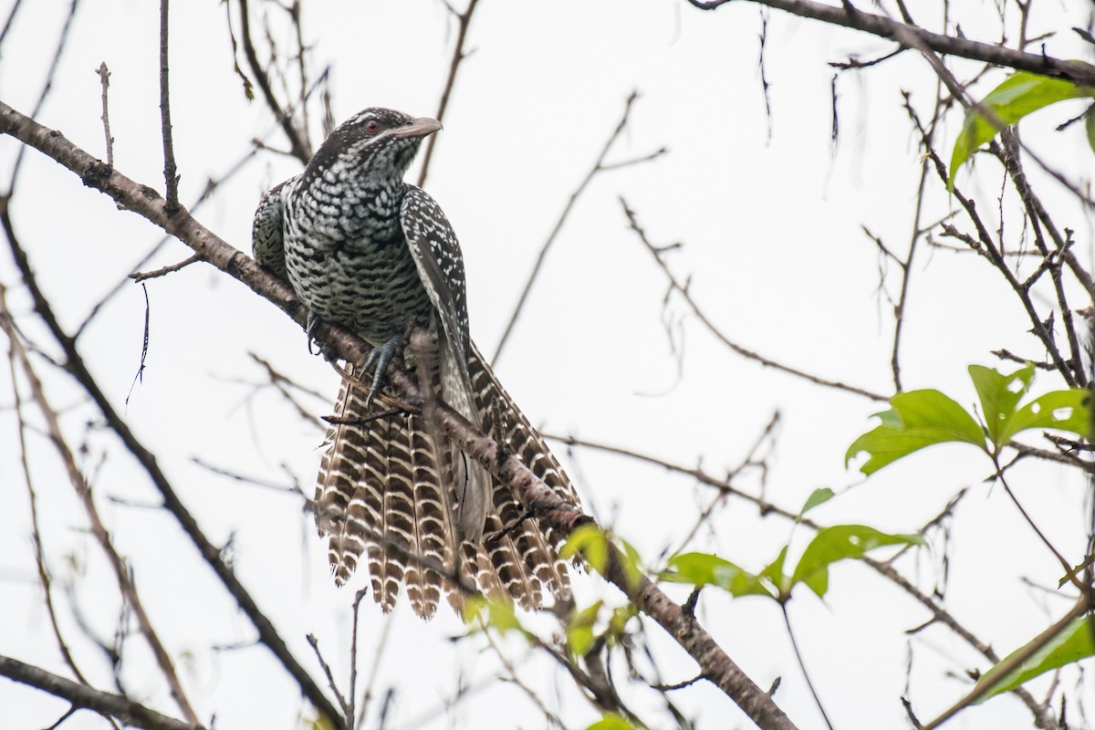 Asian Koel - ML259069481