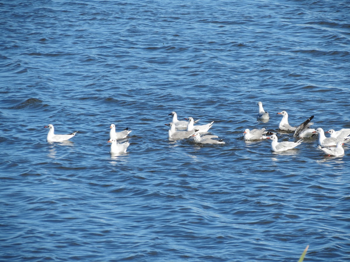 Brown-hooded Gull - ML259071371