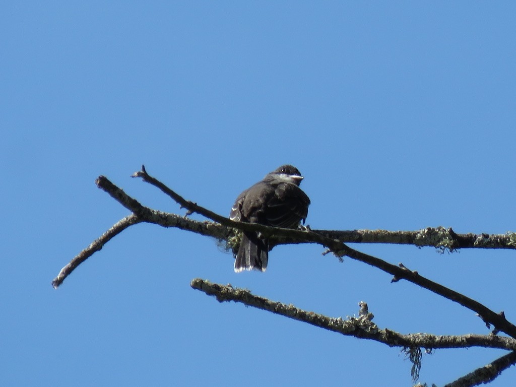 Eastern Kingbird - Anne Tucker