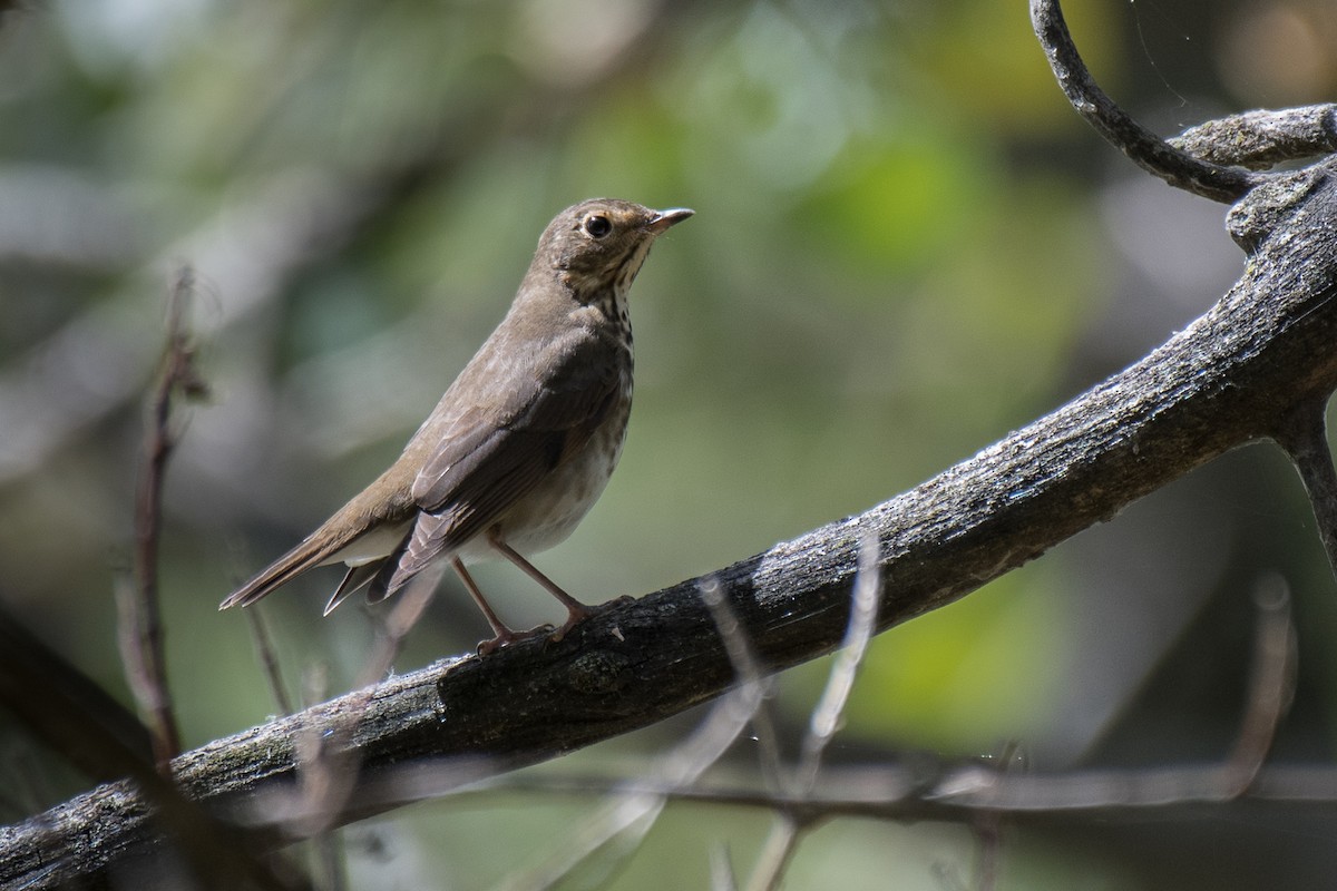 Swainson's Thrush - ML259077511