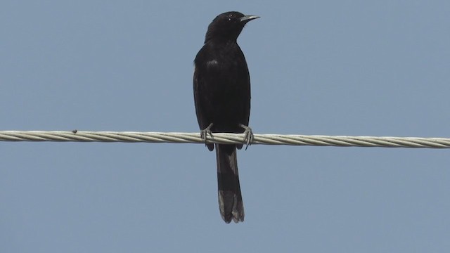 Oriole variable (groupe pyrrhopterus) - ML259078161