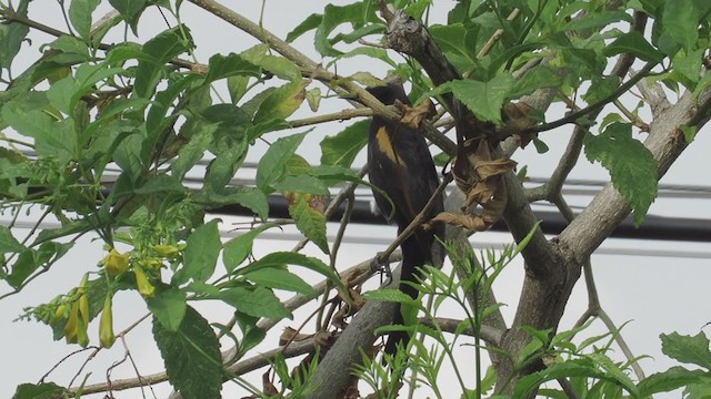 Variable Oriole (Chestnut-shouldered) - ML259078431