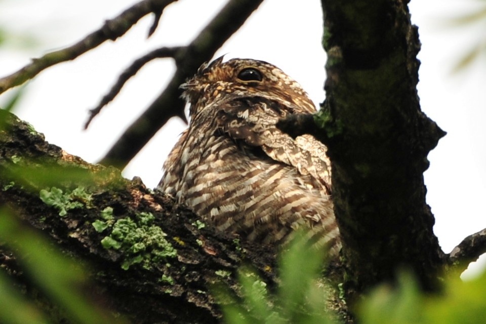 Common Nighthawk - ML259078601