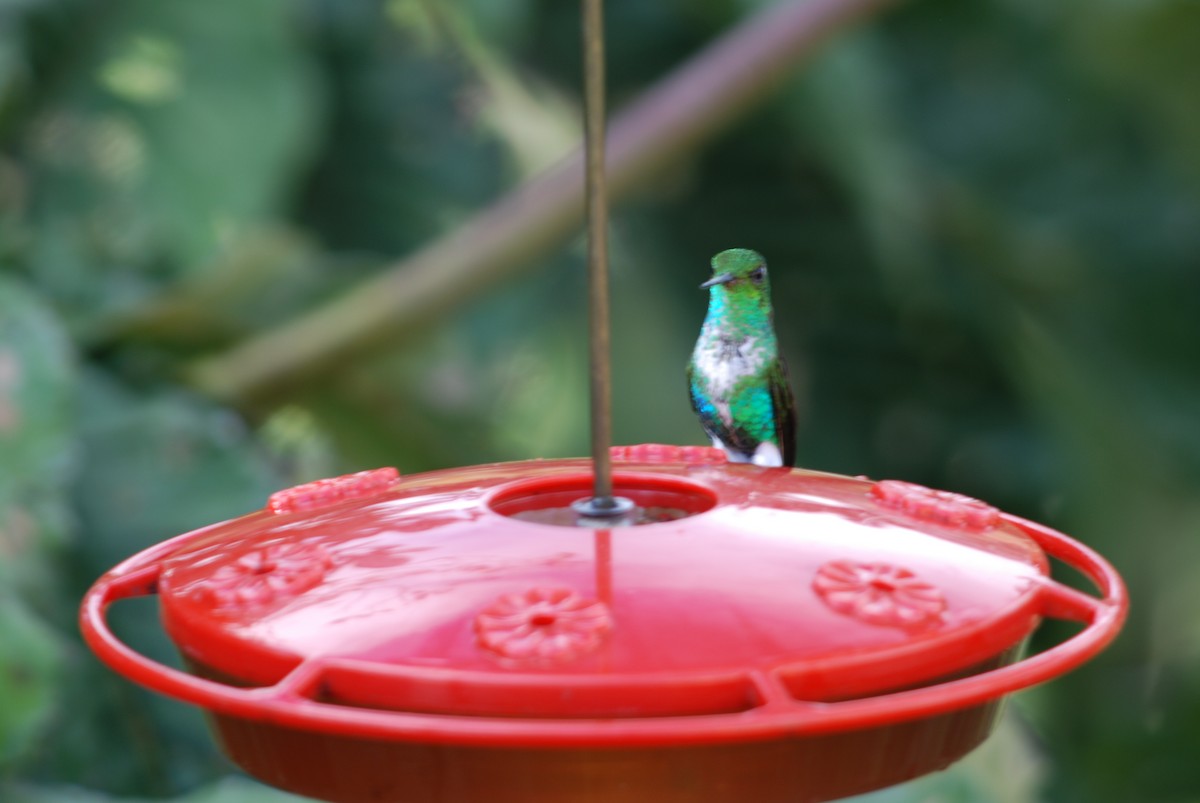 Emerald-bellied Puffleg - ML259078801