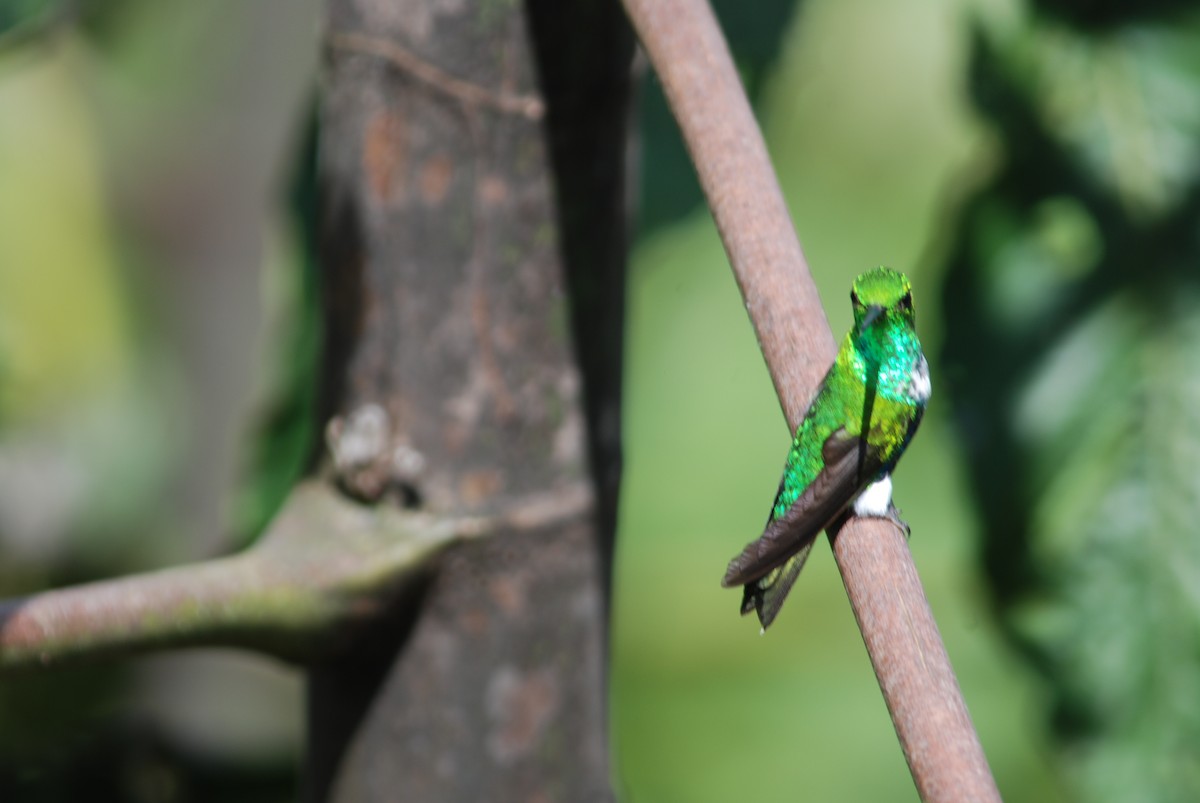 Emerald-bellied Puffleg - ML259078881