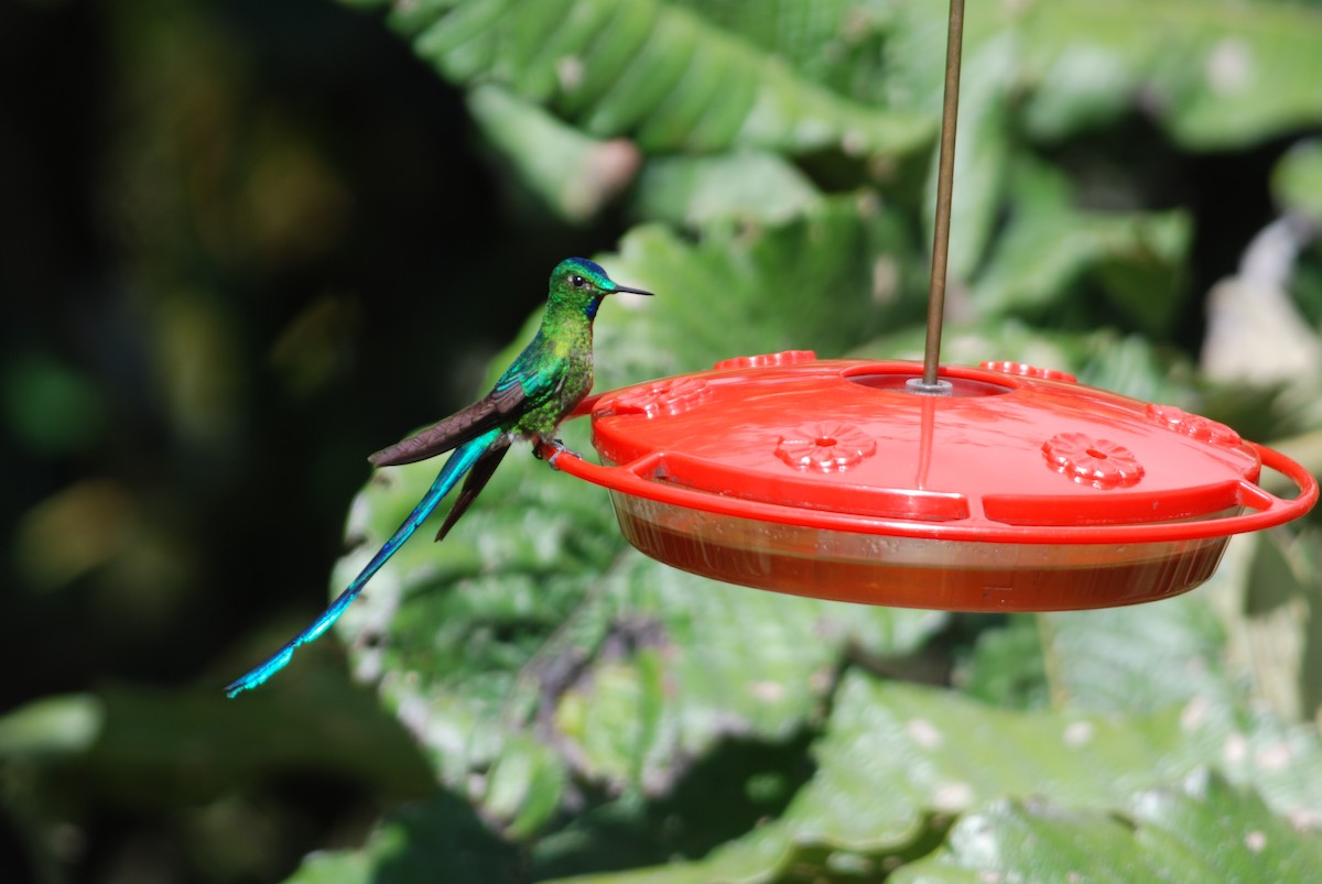 Long-tailed Sylph - Daniel Lebbin