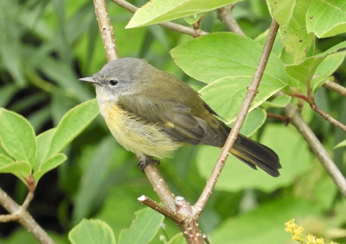 American Redstart - ML259081531