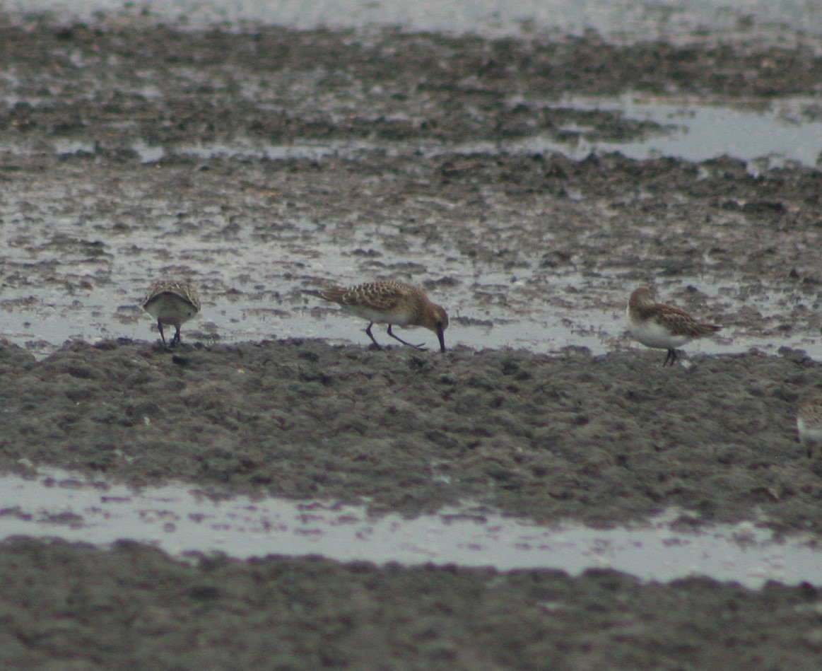 gulbrystsnipe - ML259082041