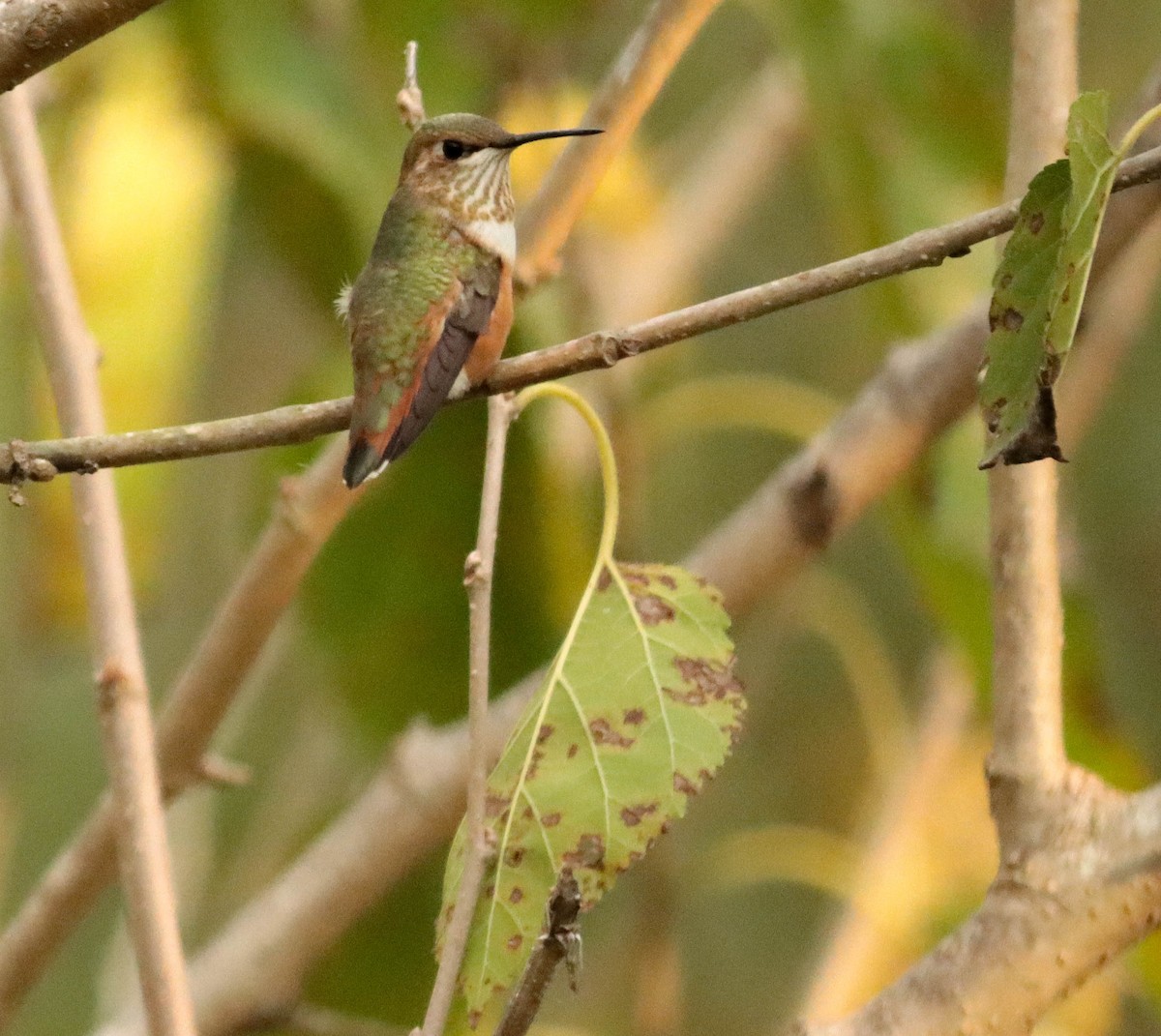 Rufous Hummingbird - ML259082371