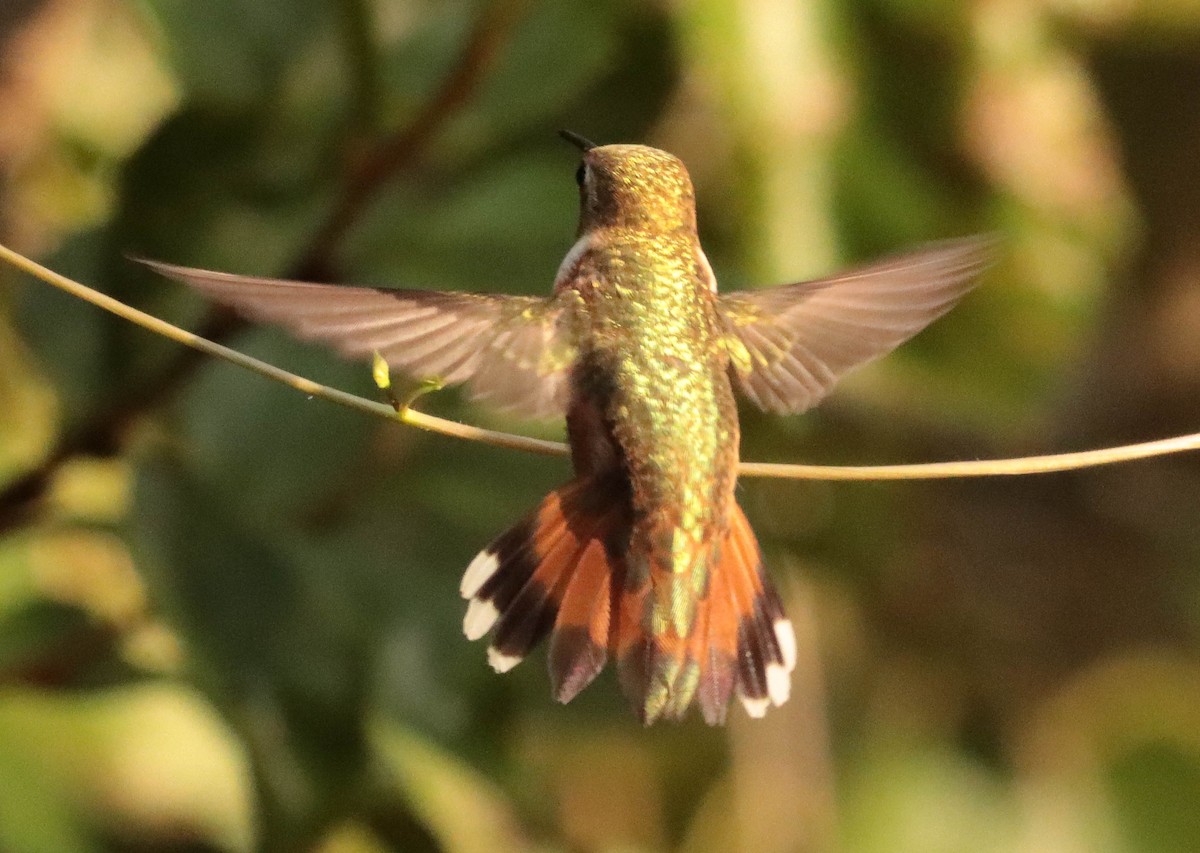 Rufous Hummingbird - ML259082381