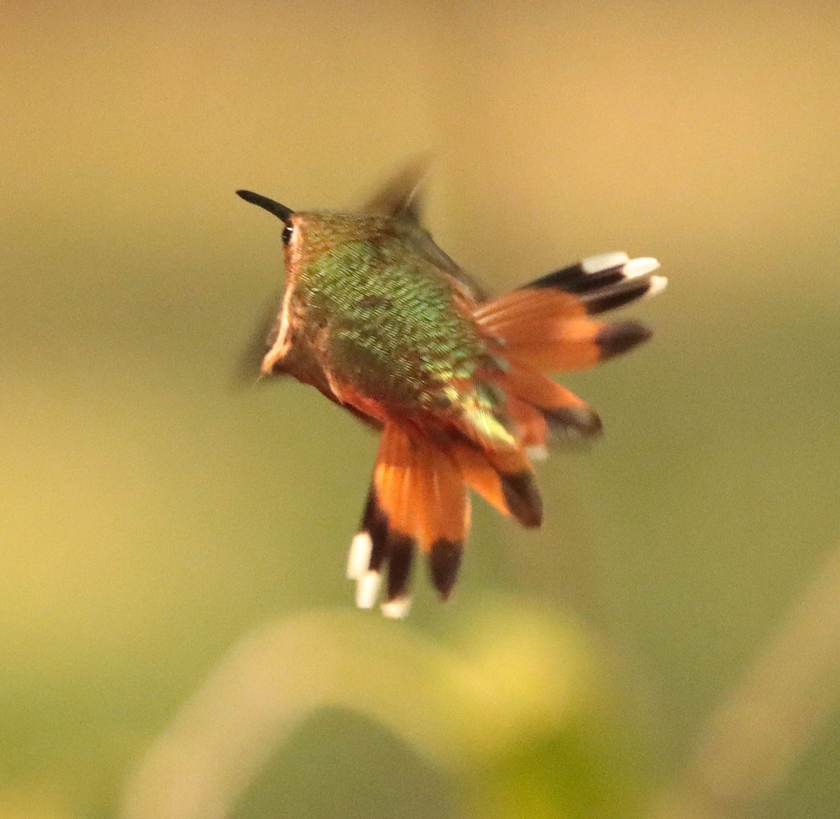 Rufous Hummingbird - ML259082391