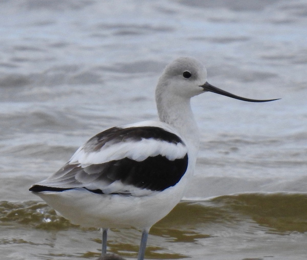 American Avocet - ML259082671