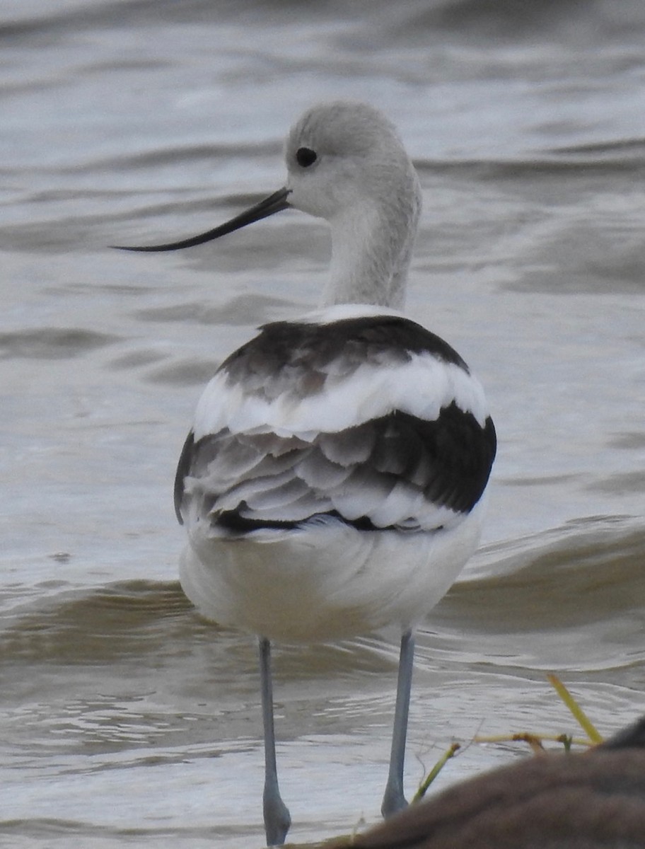 American Avocet - ML259082681