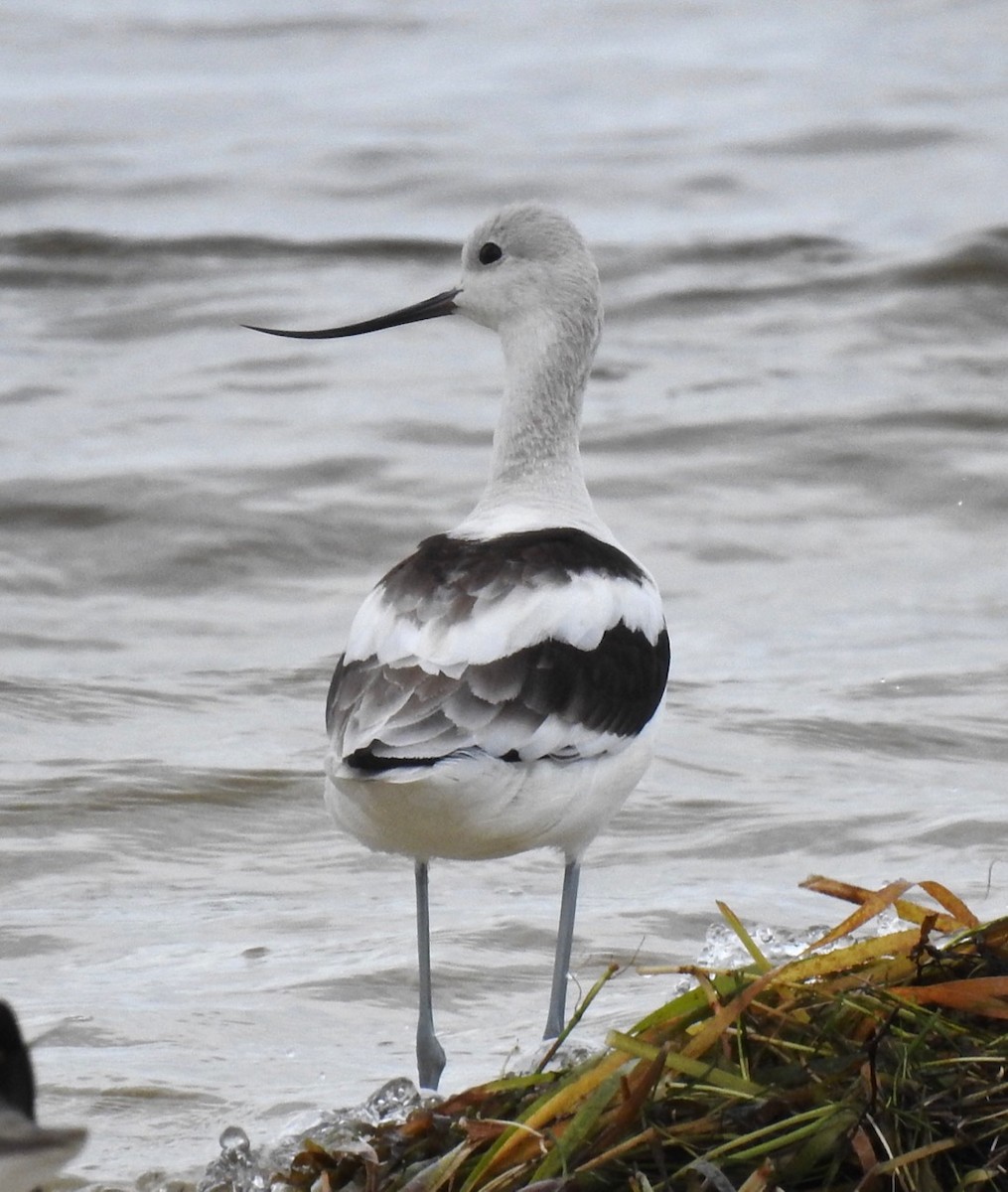 American Avocet - ML259082711