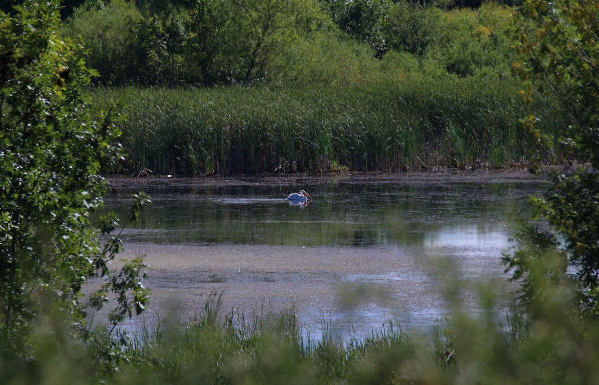 pelikán severoamerický - ML259082931